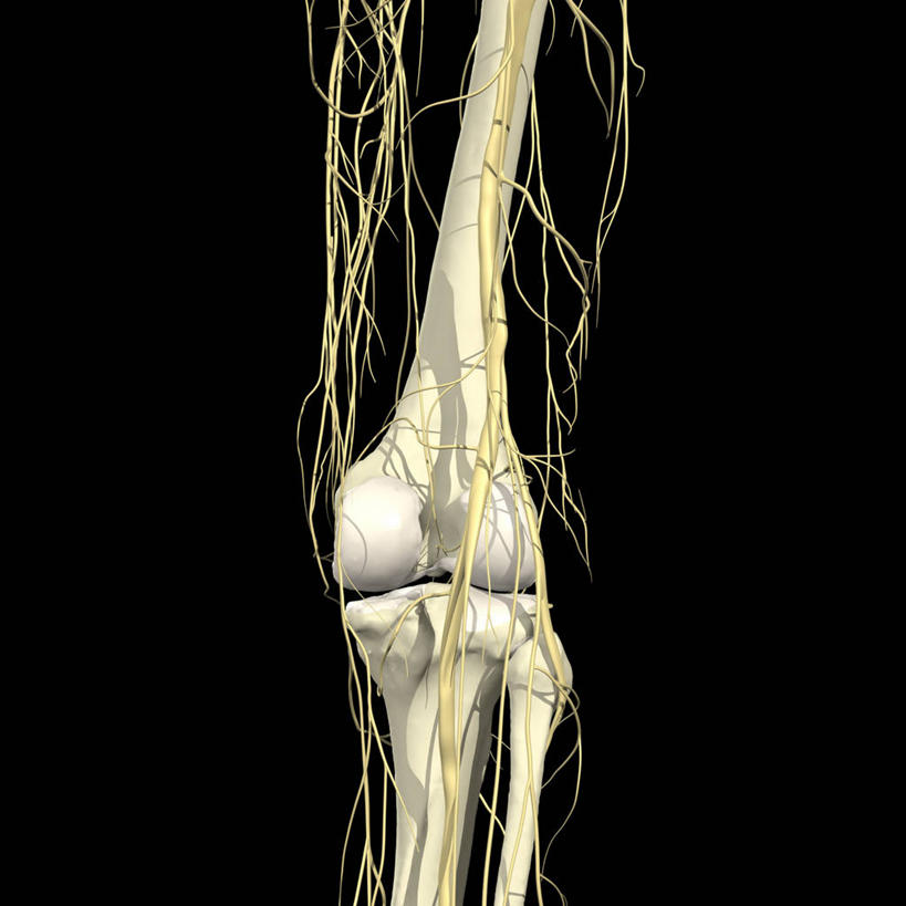 无人,方图,插画,数码,科技,阴影,黑色背景,网络,骨头,高光,几何,计算机图形,合成,图画,画,背面,电脑合成图,数码合成图,合成图,漫画,写实,具体,具象,腓骨,股骨,胫骨,坐骨神经,人体结构,彩图,神经系统