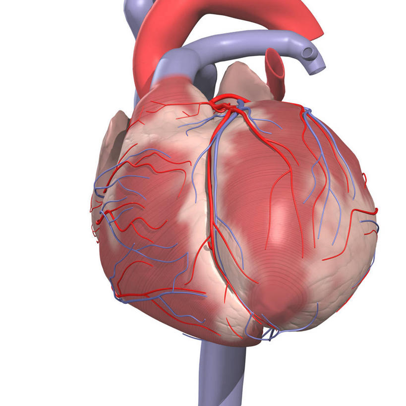 心脏,血管,无人,方图,插画,白色背景,数码,科技,阴影,网络,高光,几何,计算机图形,合成,图画,画,电脑合成图,数码合成图,疾病,合成图,漫画,心房,心室,写实,具体,具象,下腔静脉,冠状动脉,心血管病,心血管疾病,心脏病,循环系统疾病,人体结构,心,彩图,心肌梗塞,心脏搭桥手术
