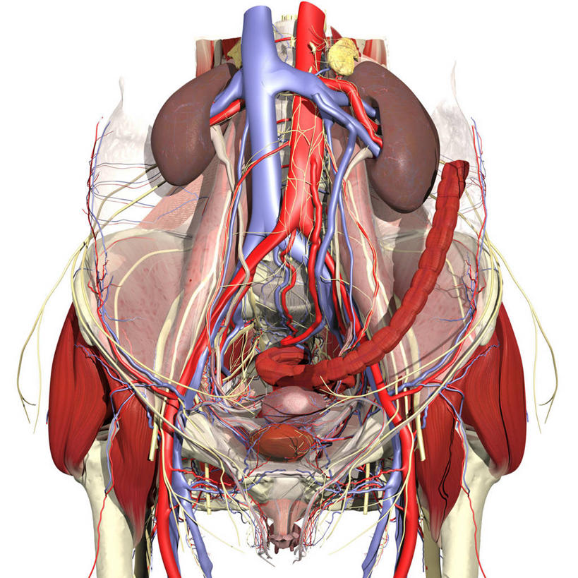骨盆,膀胱,无人,方图,插画,白色背景,数码,科技,阴影,网络,高光,几何,计算机图形,合成,图画,画,电脑合成图,数码合成图,合成图,漫画,输尿管,写实,具体,具象,腹主动脉,下腔静脉,人体结构,脊柱,彩图