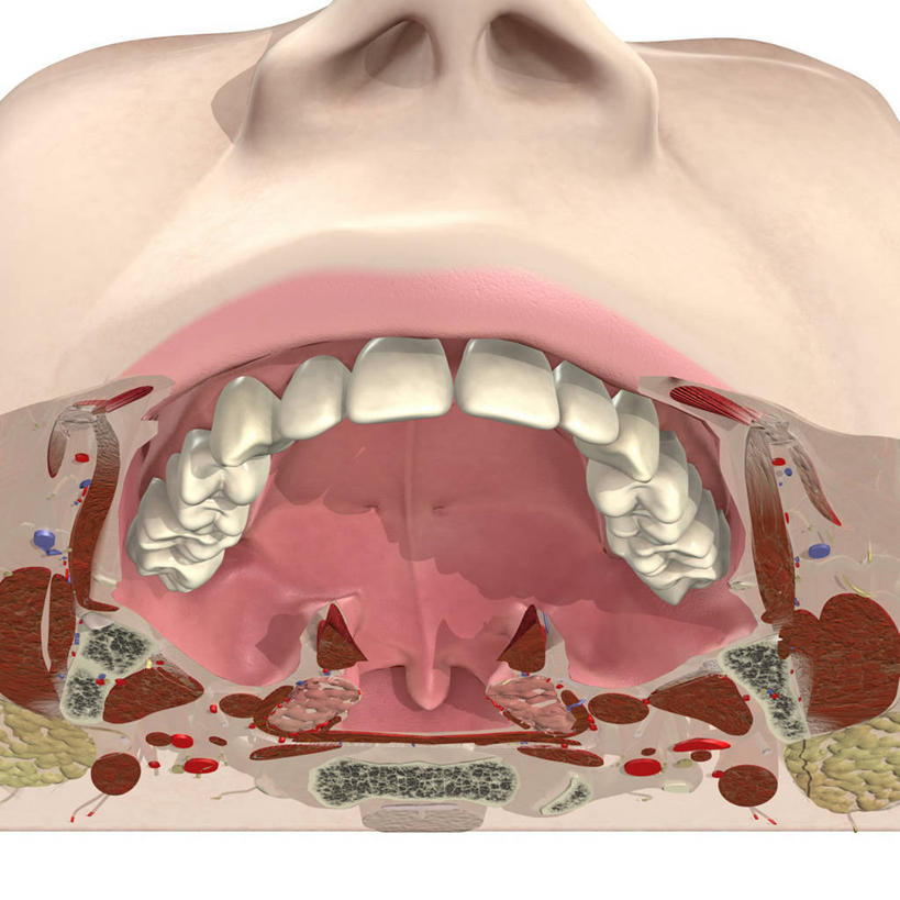 嘴,牙齿,无人,方图,插画,特写,白色背景,数码,科技,阴影,网络,高光,几何,计算机图形,合成,图画,画,电脑合成图,数码合成图,合成图,漫画,写实,具体,具象,腭,口轮匝肌,人体结构,齿,口,口腔,牙,牙龈,嘴巴,嘴唇,牙医,彩图,磨牙