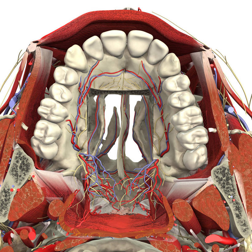 嘴,牙齿,无人,方图,插画,特写,白色背景,数码,科技,阴影,网络,高光,几何,计算机图形,合成,图画,画,电脑合成图,数码合成图,合成图,漫画,写实,具体,具象,腭,口轮匝肌,人体结构,齿,口,口腔,牙,牙龈,嘴巴,嘴唇,牙医,彩图,磨牙