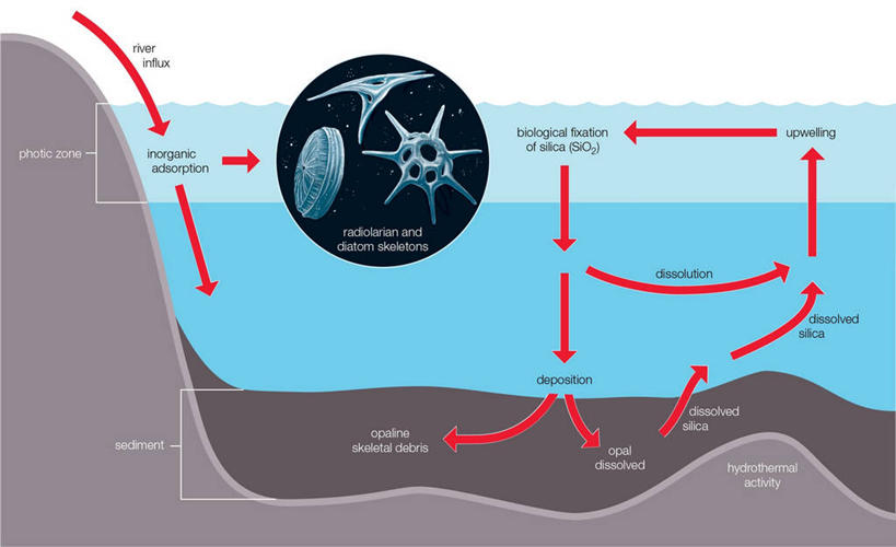 无人,横图,插画,白色背景,数码,科技,海洋,指示牌,阴影,科学,网络,血,标志,图表,文字,高光,几何,计算机图形,痕迹,合成,图画,方向,标识,箭头,画,自然,血液,流动,英文字母,环境,电脑合成图,数码合成图,生物学,指向,合成图,血迹,横截面,漫画,健康食物,写实,具体,具象,簇,硅石,彩图,影棚拍摄