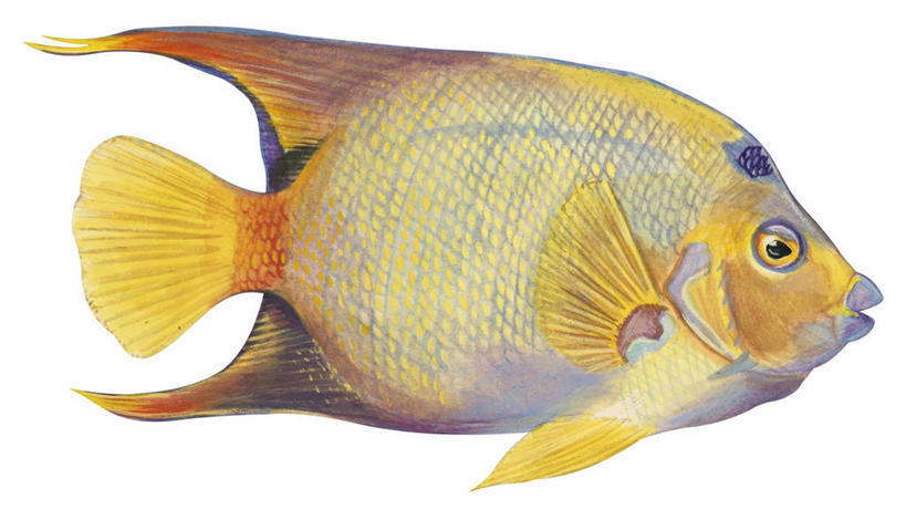 无人,横图,插画,特写,白色背景,侧面,数码,科技,热带鱼,野生动物,阴影,网络,高光,几何,计算机图形,合成,图画,鱼类,画,自然,电脑合成图,数码合成图,生物学,合成图,漫画,蓝刺蝶鱼,写实,具体,具象,彩图,影棚拍摄,动物学