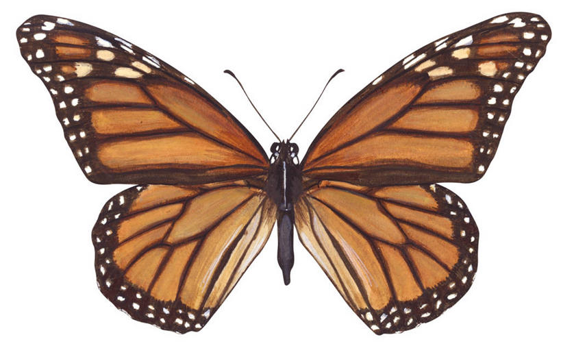 无人,横图,插画,特写,白色背景,数码,科技,野生动物,阴影,对称,网络,昆虫,褐色,高光,几何,计算机图形,合成,图画,画,自然,黑脉金斑蝶,电脑合成图,数码合成图,脆弱,合成图,漫画,写实,具体,具象,彩图,动物学