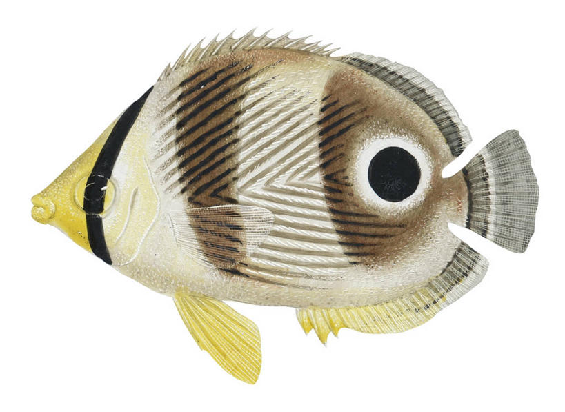 无人,横图,插画,白色背景,数码,科技,野生动物,阴影,条纹,网络,斑点,高光,几何,计算机图形,合成,图画,画,自然,电脑合成图,数码合成图,合成图,蝴蝶鱼,漫画,写实,具体,具象,彩图,动物学