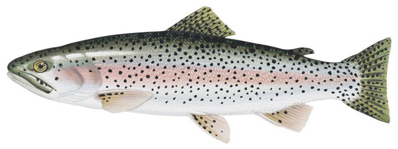 无人,横图,全景,插画,白色背景,侧面,数码,科技,野生动物,阴影,网络,斑点,高光,几何,计算机图形,合成,图画,画,自然,电脑合成图,数码合成图,虹鳟鱼,合成图,漫画,写实,具体,具象,彩图