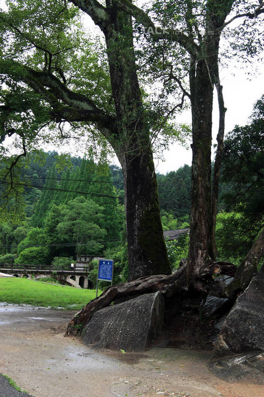 无人,竖图,室外,白天,仰视,旅游,度假,河流,石头,美景,山,树林,水,植物,指示牌,井冈山,中国,亚洲,许多,电力,标志,电线,电线杆,石子,文字,线,河水,景观,山峰,水流,桥,地面,电能,山峦,警告,线路,娱乐,标识,江西,石桥,拱桥,栈桥,树,树木,蓝色,绿色,蓝天,天空,自然,天,享受,休闲,景色,放松,警示,拱形,生长,晴朗,成长,人行桥,电,石拱桥,禁止,电源,提醒,提示,限制,自然风光,能量,东亚,江西省,万里无云,中华人民共和国,华东地区,赣,革命,吉安,吉安市,革命根据地,危险,石块,晴空,晴空万里,彩图,低角度拍摄,bjzqp1