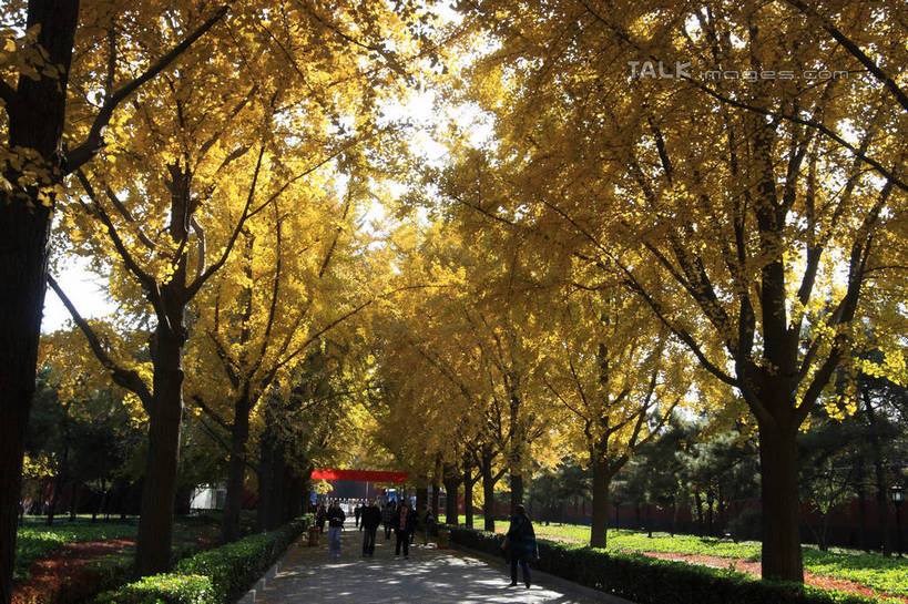 东方人,走,横图,室外,白天,正面,草地,草坪,秋季,树林,植物,道路,路,公路,叶子,亚洲,游客,游人,吊挂,悬挂,阴影,光线,影子,横幅,树荫,交通,许多人,挂,黄种人,草,树,树木,黄色,红色,绿色,天空,阳光,自然,天,一群人,生长,成长,男人,男性,年轻男性,年轻女性,女人,女性,亚洲人,叶,叶片,秋,秋天,马路,步行,散步,走路,彩图,全身,bjzqp1