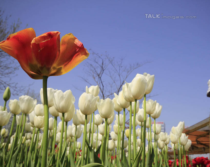 无人,植物园,横图,室外,白天,仰视,爱情,旅游,度假,花海,花圃,美景,植物,郁金香,叶子,中国,亚洲,许多,阴影,节日,庆祝,盛开,光线,影子,景观,绿叶,祝福,花蕾,文化,娱乐,山东,花,花瓣,花朵,花卉,鲜花,树,红色,蓝色,绿色,白色,蓝天,天空,阳光,自然,花丛,花田,天,花苞,花蕊,庆典,享受,休闲,嫩叶,景色,放松,生长,晴朗,成长,纪念,表白,自然风光,荣誉,东亚,山东省,日照,万里无云,中华人民共和国,华东地区,永恒,鲁,日照市,园林文化节,文化节,叶,叶片,晴空,晴空万里,郁香,洋荷花,草麝香,彩图,低角度拍摄,rzwdb1
