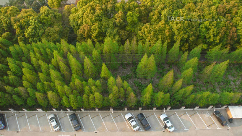 无人,停车场,横图,俯视,室外,白天,度假,美景,树林,植物,城市风光,城市,汽车,上海,中国,亚洲,一排,许多,停靠,整齐,景观,很多,娱乐,莘庄,车,树,树木,排列,绿色,自然,交通工具,轿车,享受,休闲,景色,放松,生长,成长,申,队列,停泊,载具,东亚,闵行区,上海市,中华人民共和国,沪,华东地区,彩图,高角度拍摄,泊车场,莘庄镇,shcm1