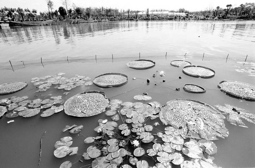 无人,公园,横图,俯视,黑白,室外,白天,度假,纯洁,美景,植物,城市风光,城市,莲花,叶子,上海,中国,亚洲,波纹,盛开,池塘,景观,水池,荷叶,涟漪,花蕾,娱乐,浦东,花,花瓣,花朵,鲜花,树,树木,倒影,水纹,天空,自然,波浪,天,花苞,花蕊,享受,休闲,景色,放松,世纪公园,生长,成长,申,倒映,富贵,神圣,浦东新区,东亚,纯净,上海市,中华人民共和国,沪,华东地区,水晕,莲叶,六月花神,正直,反照,鞭蕖,鞭蓉,芙蕖,菡萏,荷花,六月春,藕花,水旦,水芙蓉,水华,水芸,溪客,叶,叶片,高角度拍摄,浦东中央公园,shcm1