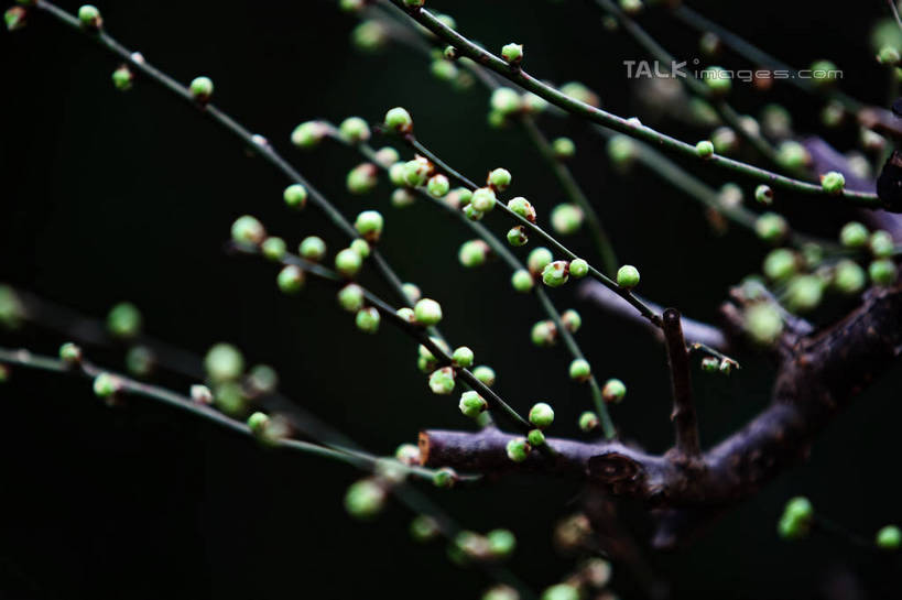 无人,横图,室外,特写,白天,正面,美景,植物,阴影,朦胧,模糊,盛开,光线,影子,景观,枝条,花蕾,腊梅,花,花瓣,花朵,鲜花,树,树木,树枝,绿色,阳光,自然,花苞,花蕊,独立,景色,生长,成长,自然风光,高洁,忠实,忠贞,刚强,坚毅,坚贞,腊梅花,蜡梅,蜡梅花,香梅,黄梅花,虬枝,枝杈,彩图,shgzq1