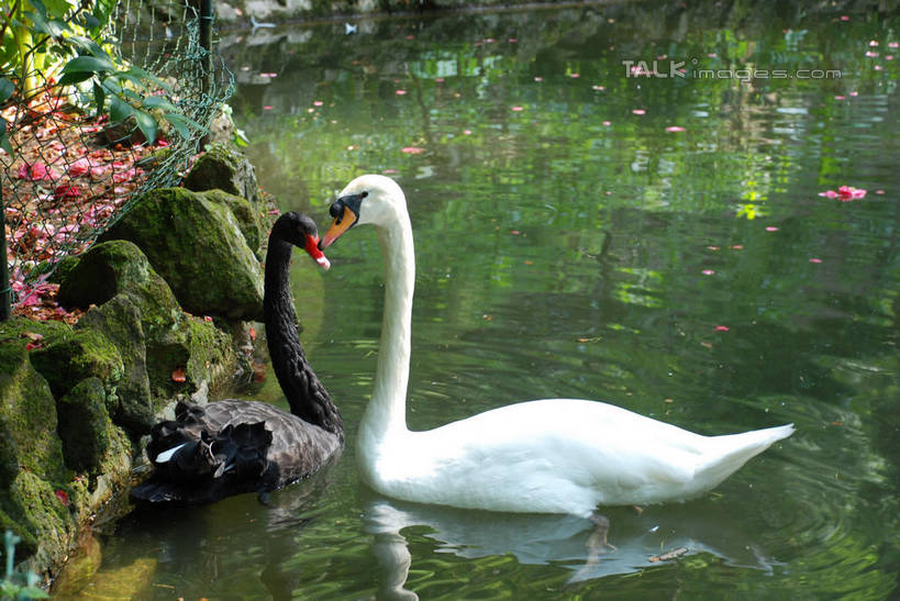 无人,横图,室外,白天,侧面,湖,湖泊,花海,花圃,水,植物,鸟,野生动物,天鹅,叶子,葡萄牙,欧洲,波纹,盛开,鸟类,湖面,水流,水面,涟漪,花蕾,注视,科英布拉,相视,花,花瓣,花朵,花卉,鲜花,绿色,白色,黑色,倒影,水纹,动物,波浪,湖水,花丛,花束,花田,花苞,花蕊,观察,看,两只,面对面,可爱,观看,对视,察看,倒映,互视,关注,南欧,相对,相看,首府,水晕,葡萄牙共和国,黑天鹅,反照,鹄,彩图,全身,科英布拉区,shqxy1