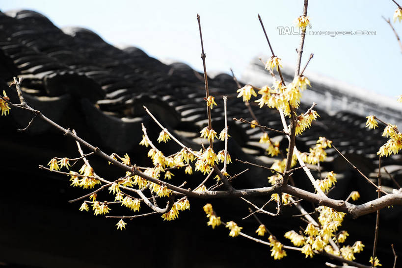 无人,家,横图,室外,特写,白天,仰视,美景,植物,建筑,上海,中国,亚洲,阴影,朦胧,模糊,盛开,光线,瓦片,影子,房屋,屋顶,屋子,景观,枝条,花蕾,顶棚,瓦,楼房,莘庄,腊梅,住宅,花,花瓣,花朵,鲜花,树,树木,树枝,黄色,蓝色,绿色,蓝天,天空,阳光,自然,天,花苞,花蕊,独立,景色,建造,生长,晴朗,成长,申,自然风光,东亚,屋瓦,闵行区,上海市,万里无云,中华人民共和国,沪,华东地区,高洁,忠实,忠贞,刚强,坚毅,坚贞,腊梅花,蜡梅,蜡梅花,香梅,黄梅花,虬枝,枝杈,晴空,晴空万里,彩图,低角度拍摄,房子,莘庄镇,shqxy1