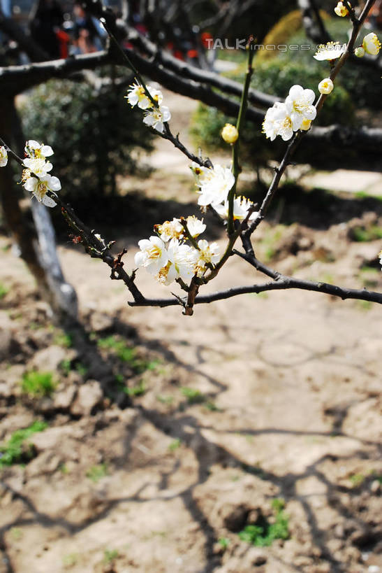 无人,竖图,俯视,室外,特写,白天,美景,植物,阴影,朦胧,模糊,盛开,光线,影子,景观,梅花,枝条,花蕾,花,花瓣,花朵,鲜花,树,树木,树枝,绿色,白色,阳光,自然,花苞,花蕊,景色,生长,成长,高雅,坚强,自然风光,虬枝,枝杈,春梅,梅,彩图,高角度拍摄,白梅花,绿萼梅,绿梅,绿梅花,shqxy1