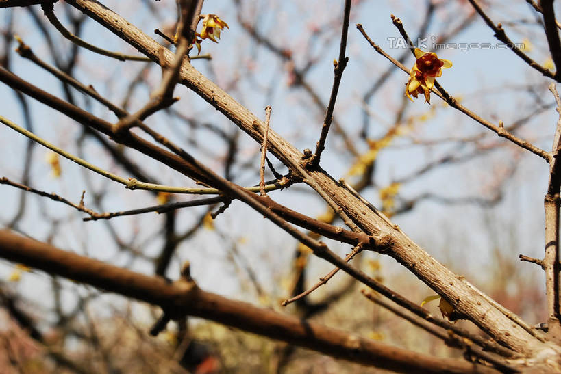 无人,横图,室外,特写,白天,仰视,美景,植物,阴影,朦胧,模糊,盛开,光线,影子,景观,枝条,花蕾,腊梅,花,花瓣,花朵,鲜花,树,树木,树枝,黄色,蓝色,绿色,蓝天,天空,阳光,自然,天,花苞,花蕊,独立,景色,生长,晴朗,成长,自然风光,万里无云,高洁,忠实,忠贞,刚强,坚毅,坚贞,腊梅花,蜡梅,蜡梅花,香梅,黄梅花,虬枝,枝杈,晴空,晴空万里,彩图,低角度拍摄,shqxy1