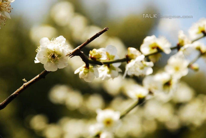 无人,横图,室外,特写,白天,仰视,美景,植物,阴影,朦胧,模糊,盛开,光线,影子,景观,梅花,枝条,花蕾,花,花瓣,花朵,鲜花,树,树木,树枝,蓝色,绿色,白色,蓝天,天空,阳光,自然,天,花苞,花蕊,景色,生长,晴朗,成长,高雅,坚强,自然风光,万里无云,虬枝,枝杈,春梅,梅,晴空,晴空万里,彩图,低角度拍摄,白梅花,绿萼梅,绿梅,绿梅花,shqxy1