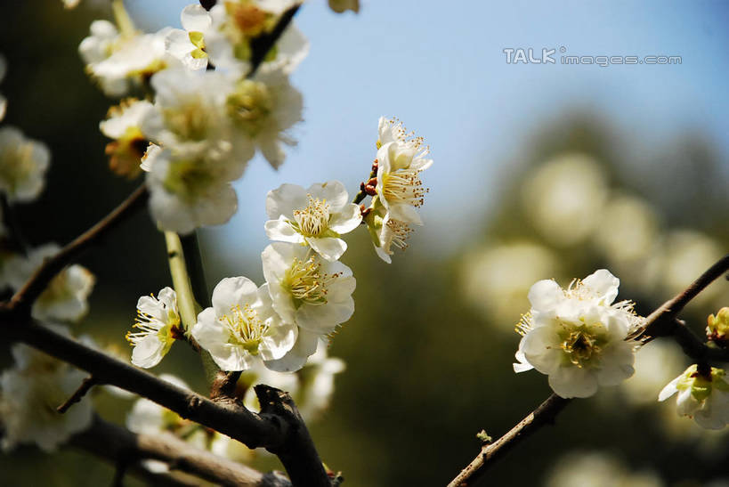 无人,横图,室外,特写,白天,仰视,美景,植物,阴影,朦胧,模糊,盛开,光线,影子,景观,梅花,枝条,花蕾,花,花瓣,花朵,鲜花,树,树木,树枝,蓝色,绿色,白色,蓝天,天空,阳光,自然,天,花苞,花蕊,景色,生长,晴朗,成长,高雅,坚强,自然风光,万里无云,虬枝,枝杈,春梅,梅,晴空,晴空万里,彩图,低角度拍摄,白梅花,绿萼梅,绿梅,绿梅花,shqxy1