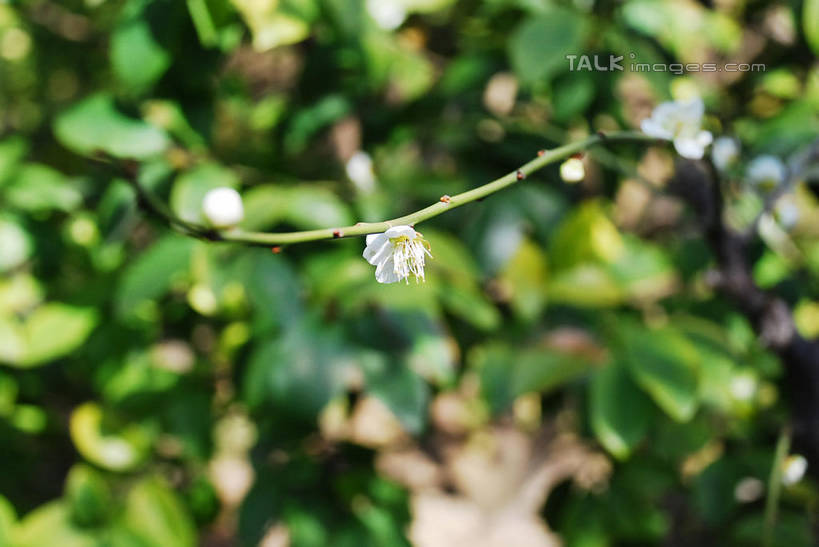 无人,横图,室外,特写,白天,正面,美景,植物,叶子,阴影,朦胧,模糊,盛开,光线,影子,景观,梅花,绿叶,枝条,花蕾,花,花瓣,花朵,鲜花,树,树木,树枝,绿色,白色,阳光,自然,花苞,花蕊,嫩叶,景色,生长,成长,高雅,坚强,自然风光,虬枝,枝杈,春梅,梅,叶,叶片,彩图,白梅花,绿萼梅,绿梅,绿梅花,shqxy1