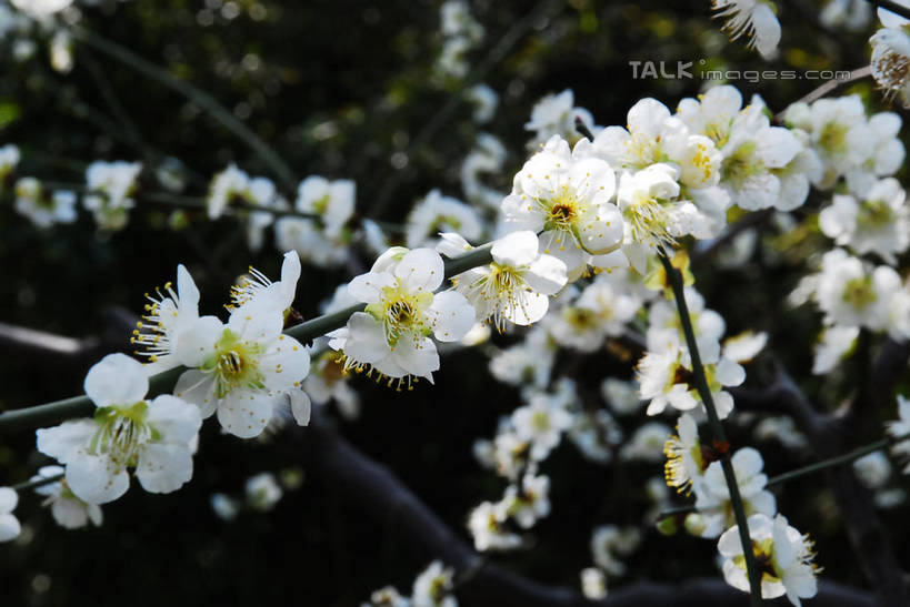 无人,横图,室外,特写,白天,正面,美景,植物,阴影,朦胧,模糊,盛开,光线,影子,景观,梅花,枝条,花蕾,花,花瓣,花朵,鲜花,树,树木,树枝,绿色,白色,阳光,自然,花苞,花蕊,景色,生长,成长,高雅,坚强,自然风光,虬枝,枝杈,春梅,梅,彩图,白梅花,绿萼梅,绿梅,绿梅花,shqxy1