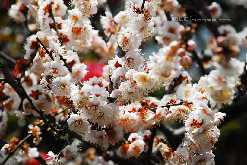 无人,横图,室外,特写,白天,正面,美景,植物,阴影,朦胧,模糊,盛开,光线,影子,景观,梅花,枝条,花蕾,花,花瓣,花朵,鲜花,树,树木,树枝,绿色,白色,阳光,自然,花苞,花蕊,景色,生长,成长,高雅,坚强,自然风光,虬枝,枝杈,春梅,梅,彩图,白梅花,绿萼梅,绿梅,绿梅花,shqxy1