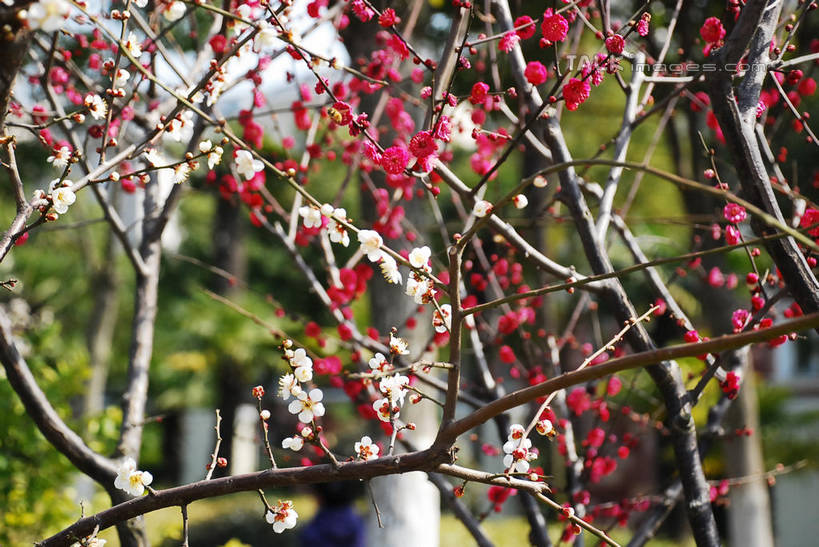 无人,横图,室外,特写,白天,正面,美景,植物,阴影,朦胧,模糊,盛开,光线,影子,景观,梅花,枝条,花蕾,花,花瓣,花朵,鲜花,树,树木,树枝,红色,绿色,白色,阳光,自然,花苞,花蕊,景色,生长,成长,高雅,坚强,自然风光,虬枝,枝杈,春梅,梅,红梅,彩图,白梅花,绿萼梅,绿梅,绿梅花,shqxy1