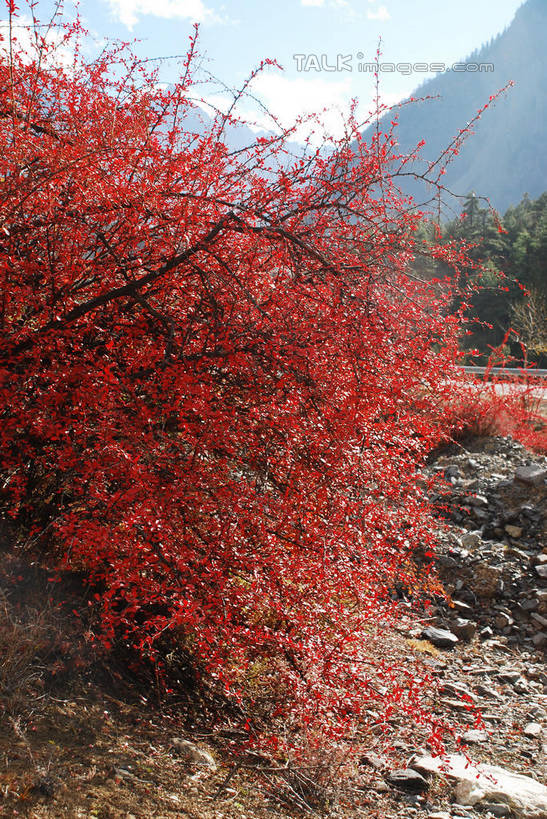 无人,竖图,室外,白天,正面,旅游,度假,快乐,美景,山,山脉,中国,亚洲,阴影,光线,影子,景观,山顶,山峰,云,云朵,山峦,云彩,娱乐,波密,西藏,藏红花,红色,蓝色,白云,蓝天,天空,阳光,自然,群山,天,享受,休闲,景色,放松,晴朗,保护,番红花,自然风光,藏,东亚,西藏自治区,西红花,中华人民共和国,西南地区,颠峰,极峰,晴空,彩图,波密县,shqxy1