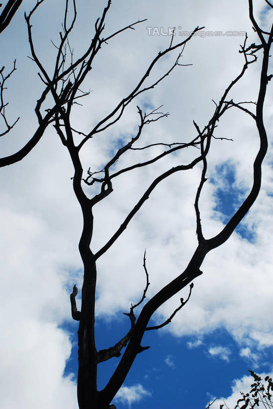 无人,竖图,室外,白天,仰视,美景,中国,亚洲,阴影,枯萎,光线,影子,景观,云,云朵,树桩,枝条,云彩,波密,西藏,树,树干,树枝,蓝色,白云,蓝天,天空,阳光,自然,天,木桩,景色,晴朗,死亡,自然风光,藏,东亚,西藏自治区,中华人民共和国,西南地区,虬枝,枝杈,枯败,晴空,彩图,低角度拍摄,波密县,易贡乡,shqxy1