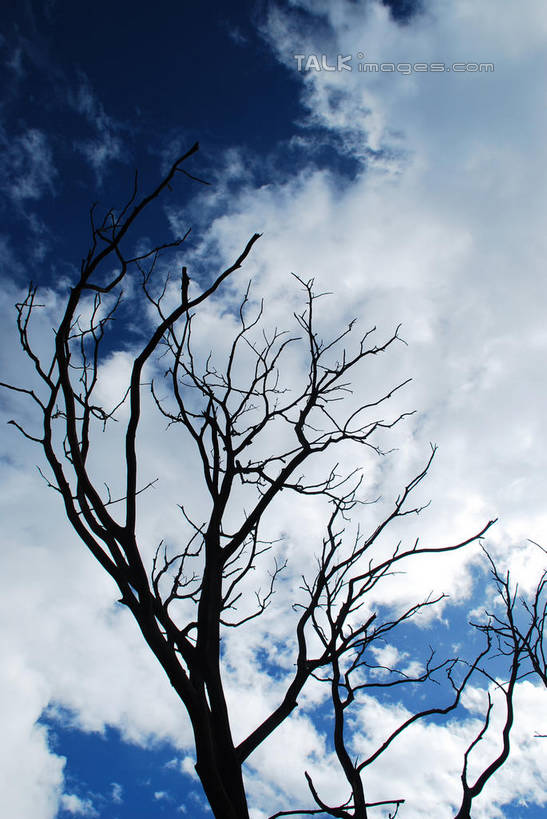 无人,竖图,室外,白天,仰视,美景,中国,亚洲,阴影,枯萎,光线,影子,景观,云,云朵,树桩,枝条,云彩,波密,西藏,树,树干,树枝,蓝色,白云,蓝天,天空,阳光,自然,天,木桩,景色,晴朗,死亡,自然风光,藏,东亚,西藏自治区,中华人民共和国,西南地区,虬枝,枝杈,枯败,晴空,彩图,低角度拍摄,波密县,易贡乡,shqxy1