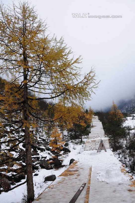 无人,竖图,室外,白天,正面,旅游,度假,草地,草坪,美景,山,树林,雪,植物,雾,大雪,楼梯,松树,叶子,中国,亚洲,朦胧,模糊,阶梯,积雪,景观,山峰,雪景,冬天,山峦,娱乐,台阶,草,树,树木,树叶,绿色,天空,自然,天,享受,休闲,景色,放松,四川省,生长,成长,迷雾,自然风光,东亚,四川,阿坝,中华人民共和国,西南地区,阿坝藏族羌族自治州,阿坝州,川,黄龙风景名胜区,黄龙风景区,松潘县,叶,叶片,大雾,彩图,shsgf1