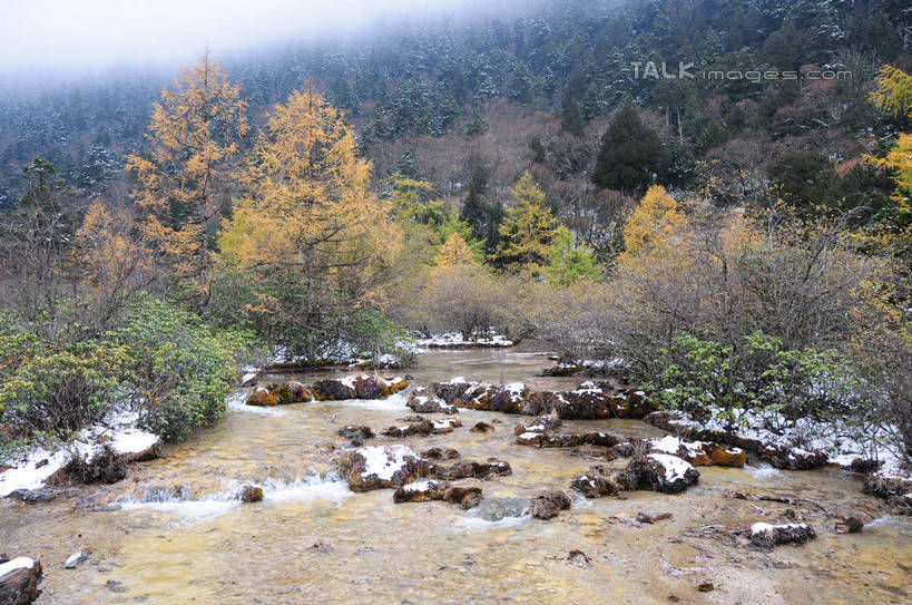 无人,横图,俯视,室外,白天,旅游,度假,草地,草坪,河流,石头,美景,山,树林,水,雪,植物,雾,大雪,叶子,中国,亚洲,阴影,朦胧,模糊,干枯,反射,石子,影子,河水,积雪,景观,山峰,水流,雪景,冬天,枯树,枯枝,山峦,娱乐,草,树,树木,树枝,绿色,倒影,天空,自然,天,享受,休闲,景色,放松,寒冷,四川省,生长,成长,迷雾,自然风光,东亚,四川,阿坝,中华人民共和国,西南地区,严寒,阿坝藏族羌族自治州,阿坝州,川,黄龙风景名胜区,黄龙风景区,松潘县,叶,叶片,石块,岩石,彩图,高角度拍摄,shsgf1