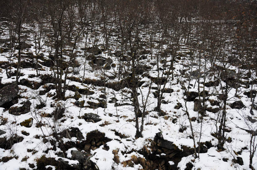 无人,横图,俯视,室外,白天,旅游,度假,草地,草坪,美景,山,树林,雪,植物,大雪,叶子,中国,亚洲,积雪,景观,山峰,雪景,冬天,地面,山峦,娱乐,草,树,树干,树木,树枝,绿色,自然,享受,休闲,景色,放松,四川省,生长,成长,自然风光,东亚,四川,阿坝,中华人民共和国,西南地区,阿坝藏族羌族自治州,阿坝州,川,黄龙风景名胜区,黄龙风景区,松潘县,叶,叶片,彩图,高角度拍摄,shsgf1