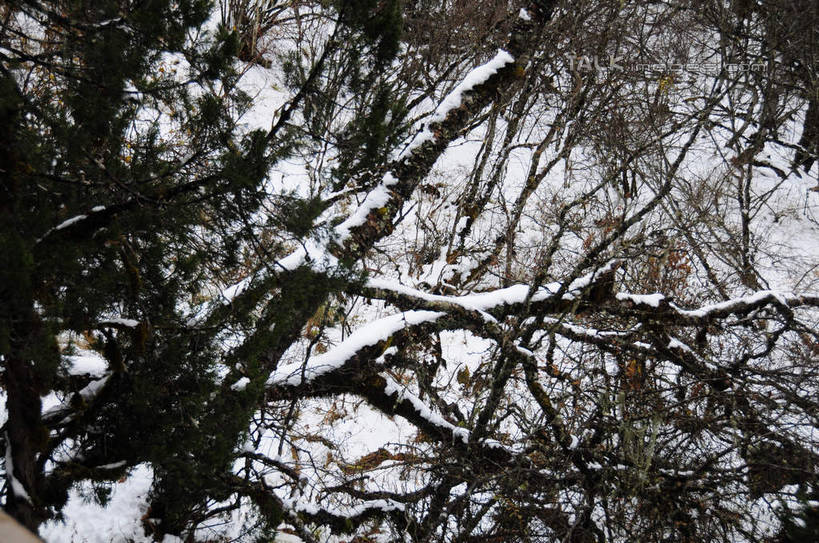 无人,横图,室外,白天,正面,旅游,度假,草地,草坪,美景,山,树林,雪,植物,大雪,叶子,中国,亚洲,积雪,景观,山峰,雪景,冬天,山峦,娱乐,草,树,树干,树木,树枝,绿色,自然,享受,休闲,景色,放松,四川省,生长,成长,自然风光,东亚,四川,阿坝,中华人民共和国,西南地区,阿坝藏族羌族自治州,阿坝州,川,黄龙风景名胜区,黄龙风景区,松潘县,叶,叶片,彩图,shsgf1