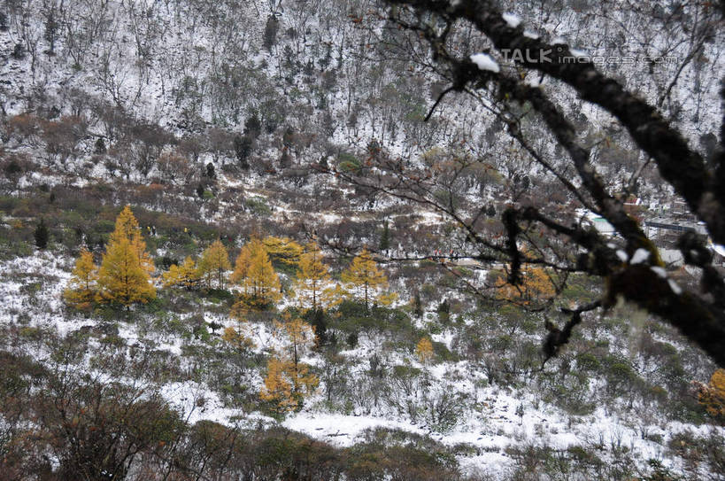 无人,横图,室外,白天,正面,旅游,度假,草地,草坪,美景,山,树林,雪,植物,大雪,叶子,中国,亚洲,积雪,景观,山峰,雪景,冬天,山峦,娱乐,草,树,树干,树木,树枝,绿色,自然,享受,休闲,景色,放松,四川省,生长,成长,自然风光,东亚,四川,阿坝,中华人民共和国,西南地区,阿坝藏族羌族自治州,阿坝州,川,黄龙风景名胜区,黄龙风景区,松潘县,叶,叶片,彩图,shsgf1