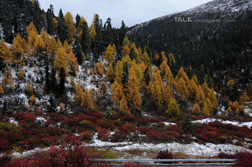 无人,横图,室外,白天,正面,旅游,度假,草地,草坪,美景,山,山脉,树林,雪,植物,大雪,叶子,中国,亚洲,积雪,景观,山峰,雪景,冬天,山峦,娱乐,草,树,树木,树叶,黄色,红色,绿色,天空,自然,群山,天,享受,休闲,景色,放松,四川省,生长,成长,自然风光,东亚,四川,阿坝,中华人民共和国,西南地区,阿坝藏族羌族自治州,阿坝州,川,理县,米亚罗,米亚罗风景区,叶,叶片,彩图,shsgf1