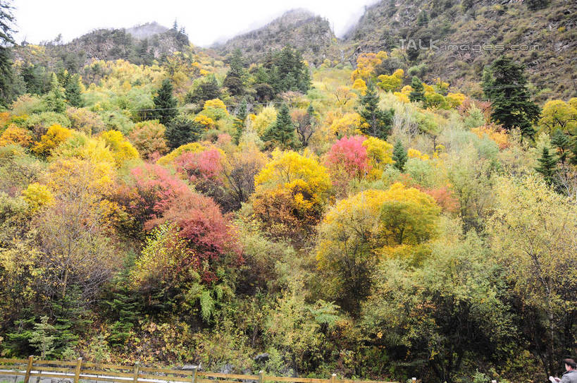 无人,横图,室外,白天,正面,旅游,度假,草地,草坪,美景,山,山脉,树林,植物,雾,叶子,中国,亚洲,朦胧,模糊,景观,山峰,山峦,娱乐,草,树,树木,树叶,黄色,红色,绿色,天空,自然,群山,天,享受,休闲,景色,放松,四川省,生长,成长,迷雾,自然风光,东亚,四川,阿坝,中华人民共和国,西南地区,阿坝藏族羌族自治州,阿坝州,川,理县,米亚罗,米亚罗风景区,叶,叶片,彩图,shsgf1