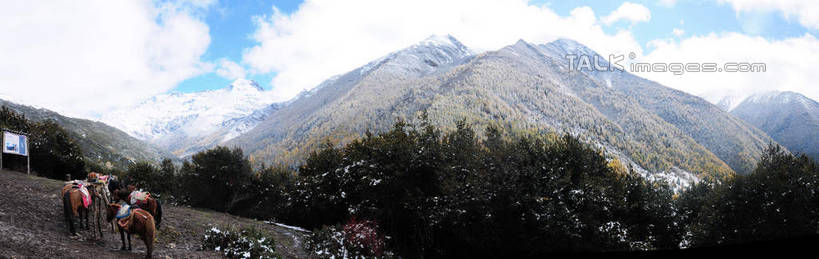 无人,横图,室外,白天,旅游,度假,草地,草坪,美景,山,树林,雪,雪山,植物,大雪,马,中国,亚洲,阴影,枯萎,光线,影子,积雪,景观,山峰,山坡,雪景,云,云朵,冬天,枯草,山峦,云彩,娱乐,马匹,草,树,树木,四匹,背面,蓝色,绿色,白云,蓝天,天空,阳光,自然,动物,天,享受,休闲,景色,放松,四川省,生长,成长,自然风光,东亚,四川,阿坝,中华人民共和国,西南地区,阿坝藏族羌族自治州,阿坝州,川,海子沟,四姑娘山,彩图,全身,shsgf1