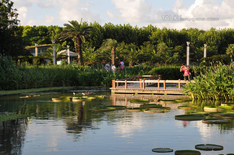 无人,公园,栏杆,横图,俯视,室外,白天,旅游,度假,湖,湖泊,美景,树林,水,植物,睡莲,上海,中国,亚洲,阴影,波纹,盛开,光线,木板,影子,湖面,景观,水流,水面,云,云朵,围栏,桥,木桥,涟漪,花蕾,云彩,娱乐,护栏,栈桥,花,花瓣,花朵,鲜花,树,树木,蓝色,绿色,白云,倒影,蓝天,水纹,天空,阳光,自然,波浪,湖水,天,花苞,花蕊,享受,休闲,景色,放松,生长,晴朗,成长,人行桥,木板桥,申,倒映,自然风光,东亚,纯真,妖艳,闵行区,上海市,闵行体育公园,中华人民共和国,沪,华东地区,水晕,水芹花,抒情,洁净,反照,水洋花,子午莲,晴空,彩图,高角度拍摄,shsgf1