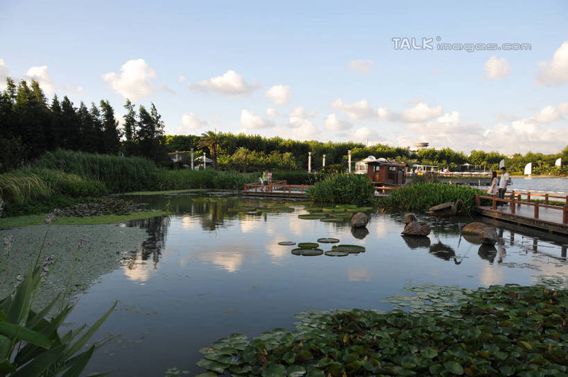 无人,公园,栏杆,横图,俯视,室外,白天,旅游,度假,湖,湖泊,美景,树林,水,植物,睡莲,上海,中国,亚洲,阴影,波纹,盛开,光线,木板,影子,湖面,景观,水流,水面,云,云朵,围栏,桥,木桥,涟漪,花蕾,云彩,娱乐,护栏,栈桥,花,花瓣,花朵,鲜花,树,树木,蓝色,绿色,白云,倒影,蓝天,水纹,天空,阳光,自然,波浪,湖水,天,花苞,花蕊,享受,休闲,景色,放松,生长,晴朗,成长,人行桥,木板桥,申,倒映,自然风光,东亚,纯真,妖艳,闵行区,上海市,闵行体育公园,中华人民共和国,沪,华东地区,水晕,水芹花,抒情,洁净,反照,水洋花,子午莲,晴空,彩图,高角度拍摄,shsgf1