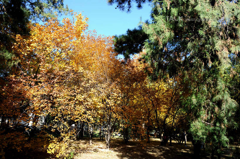 无人,横图,室外,白天,正面,旅游,度假,美景,秋季,树林,植物,叶子,北京,中国,亚洲,阴影,光线,影子,景观,果树,枯叶,落叶,柿子树,首都,娱乐,树,树木,蓝色,绿色,蓝天,天空,阳光,自然,天,享受,休闲,景色,放松,生长,晴朗,成长,自然风光,东亚,黄栌,火炬树,紫叶小檗,紫叶李,香山公园,火杞,红叶小檗,红叶李,鹿角漆,万里无云,中华人民共和国,北京市,京,北平,华北地区,小檗,黄杨木,叶,叶片,晴空,晴空万里,秋,秋天,彩图,樱桃李,黄栌木,黄栌树,黄栌台,摩林罗,乌牙木,烟树,shsgf1