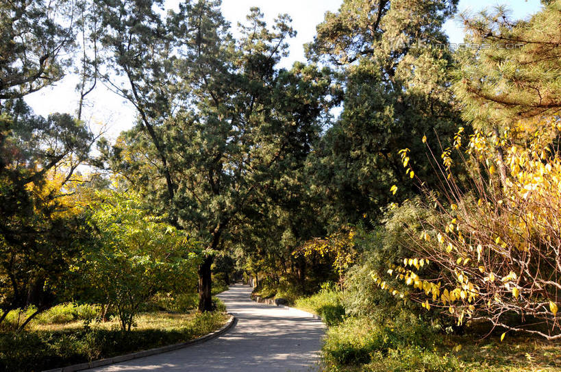 无人,横图,室外,白天,正面,旅游,度假,美景,秋季,植物,叶子,北京,中国,亚洲,阴影,光线,影子,景观,果树,枯叶,落叶,柿子树,首都,娱乐,树,树木,绿色,天空,阳光,自然,天,享受,休闲,景色,放松,生长,成长,自然风光,东亚,黄栌,火炬树,紫叶小檗,紫叶李,香山公园,火杞,红叶小檗,红叶李,鹿角漆,中华人民共和国,北京市,京,北平,华北地区,小檗,黄杨木,叶,叶片,秋,秋天,彩图,樱桃李,黄栌木,黄栌树,黄栌台,摩林罗,乌牙木,烟树,shsgf1