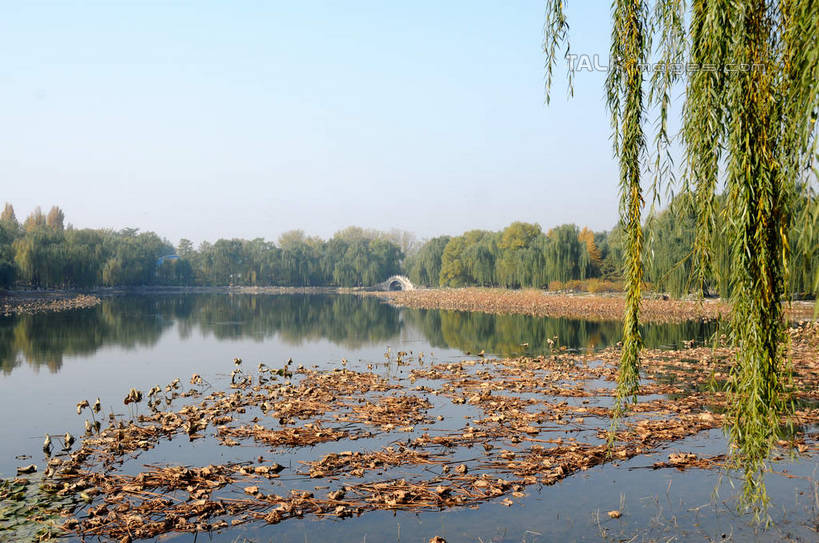 无人,公园,横图,室外,白天,正面,旅游,度假,湖,湖泊,名胜古迹,水,植物,标志建筑,地标,建筑,柳树,叶子,北京,圆明园,中国,亚洲,阴影,波纹,遗迹,光线,影子,湖面,水流,水面,荷叶,涟漪,首都,古迹,文物,娱乐,建设,古建筑,垂柳,树,树木,蓝色,绿色,倒影,蓝天,水纹,天空,阳光,自然,波浪,湖水,天,享受,休闲,旅游胜地,放松,生长,晴朗,成长,倒映,古文明,东亚,海淀区,万里无云,中华人民共和国,北京市,京,北平,华北地区,水晕,莲叶,倒挂柳,反照,叶,叶片,晴空,晴空万里,垂枝柳,彩图,圆明园遗址,圆明园遗址公园,shsgf1