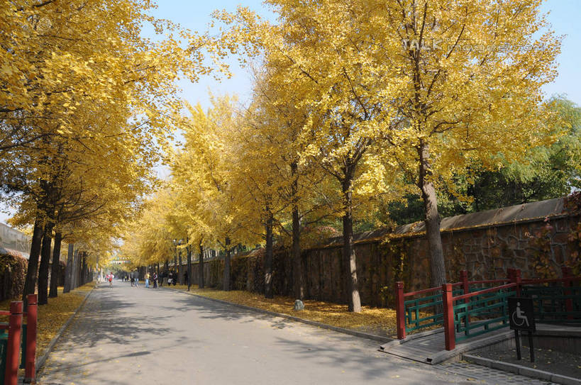 东方人,公园,走,横图,室外,白天,正面,旅游,度假,草地,草坪,名胜古迹,秋季,树林,植物,标志建筑,道路,地标,建筑,路,叶子,北京,圆明园,中国,亚洲,行人,游客,游人,阴影,服装,遗迹,光线,影子,小路,枯叶,落叶,交通,首都,许多人,休闲装,黄种人,古迹,文物,娱乐,建设,古建筑,路人,旅客,草,树,树木,衣服,蓝色,绿色,蓝天,天空,阳光,自然,天,一群人,享受,休闲,休闲服,旅游胜地,放松,服饰,生长,晴朗,成长,古文明,东亚,海淀区,万里无云,中华人民共和国,北京市,京,北平,华北地区,过客,男人,男性,年轻男性,年轻女性,女人,女性,亚洲人,叶,叶片,晴空,晴空万里,秋,秋天,步行,散步,走路,彩图,全身,圆明园遗址,圆明园遗址公园,shsgf1