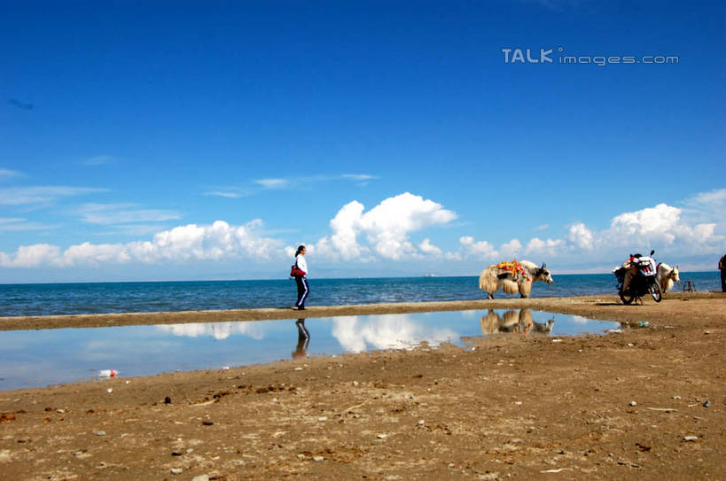 东方人,走,横图,室外,白天,正面,旅游,度假,海浪,海洋,美景,沙滩,牛,青海湖,中国,亚洲,行人,游客,游人,服装,沙子,海岸,景观,浪花,水平线,云,云朵,辽阔,海平线,沙地,许多人,云彩,休闲装,黄种人,娱乐,路人,旅客,衣服,蓝色,白云,蓝天,天空,自然,海水,动物,天,一群人,享受,休闲,广阔,休闲服,家畜,景色,放松,服饰,牲畜,晴朗,一望无际,自然风光,海景,东亚,青海,青海省,中华人民共和国,西北地区,青,无边无际,一马平川,高原之舟,天祝白牦牛,过客,咸水湖,男人,男性,年轻男性,年轻女性,女人,女性,亚洲人,大海,风浪,海,海水的波动,海滩,近岸浪,涌浪,晴空,牦牛,步行,散步,走路,半身,彩图,水天相接,水天一线,shsgf1