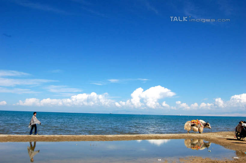 东方人,走,横图,室外,白天,正面,旅游,度假,海浪,海洋,美景,沙滩,牛,青海湖,中国,亚洲,行人,游客,游人,服装,沙子,海岸,景观,浪花,水平线,云,云朵,辽阔,海平线,沙地,许多人,云彩,休闲装,黄种人,娱乐,路人,旅客,衣服,蓝色,白云,蓝天,天空,自然,海水,动物,天,一群人,享受,休闲,广阔,休闲服,家畜,景色,放松,服饰,牲畜,晴朗,一望无际,自然风光,海景,东亚,青海,青海省,中华人民共和国,西北地区,青,无边无际,一马平川,高原之舟,天祝白牦牛,过客,咸水湖,男人,男性,年轻男性,年轻女性,女人,女性,亚洲人,大海,风浪,海,海水的波动,海滩,近岸浪,涌浪,晴空,牦牛,步行,散步,走路,半身,彩图,水天相接,水天一线,shsgf1