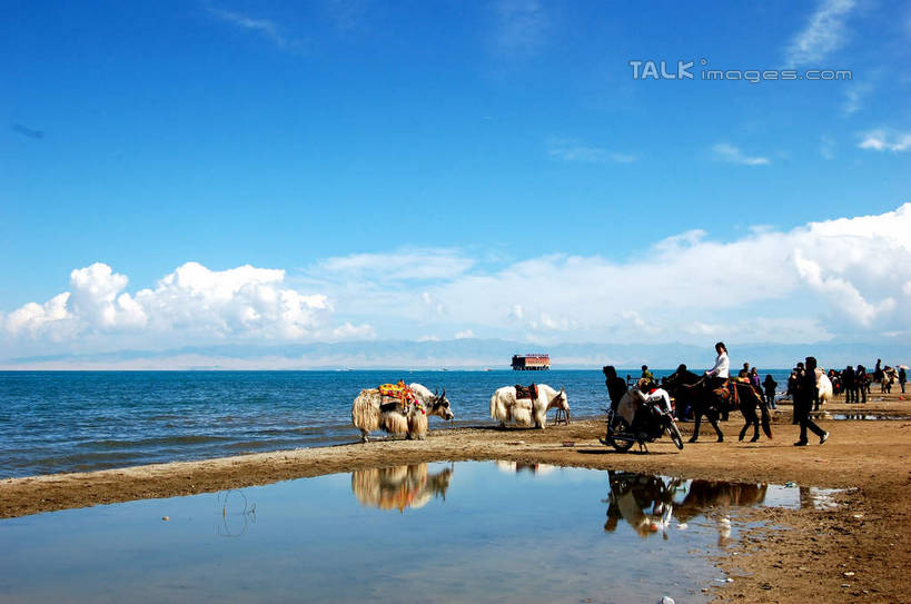 东方人,走,横图,室外,白天,正面,旅游,度假,海浪,海洋,美景,沙滩,牛,青海湖,中国,亚洲,行人,游客,游人,服装,沙子,海岸,景观,浪花,水平线,云,云朵,辽阔,海平线,沙地,许多人,云彩,休闲装,黄种人,娱乐,路人,旅客,衣服,蓝色,白云,蓝天,天空,自然,海水,动物,天,一群人,享受,休闲,广阔,休闲服,家畜,景色,放松,服饰,牲畜,晴朗,一望无际,自然风光,海景,东亚,青海,青海省,中华人民共和国,西北地区,青,无边无际,一马平川,高原之舟,天祝白牦牛,过客,咸水湖,男人,男性,年轻男性,年轻女性,女人,女性,亚洲人,大海,风浪,海,海水的波动,海滩,近岸浪,涌浪,晴空,牦牛,步行,散步,走路,半身,彩图,水天相接,水天一线,shsgf1