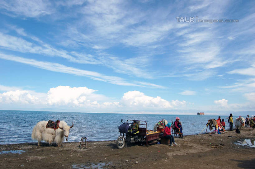 东方人,走,横图,室外,白天,正面,旅游,度假,海浪,海洋,美景,沙滩,牛,青海湖,中国,亚洲,行人,游客,游人,服装,沙子,海岸,景观,浪花,水平线,云,云朵,辽阔,海平线,沙地,许多人,云彩,休闲装,黄种人,娱乐,路人,旅客,衣服,蓝色,白云,蓝天,天空,自然,海水,动物,天,一群人,享受,休闲,广阔,休闲服,家畜,景色,放松,服饰,牲畜,晴朗,一望无际,自然风光,海景,东亚,青海,青海省,中华人民共和国,西北地区,青,无边无际,一马平川,高原之舟,天祝白牦牛,过客,咸水湖,男人,男性,年轻男性,年轻女性,女人,女性,亚洲人,大海,风浪,海,海水的波动,海滩,近岸浪,涌浪,晴空,牦牛,步行,散步,走路,半身,彩图,水天相接,水天一线,shsgf1