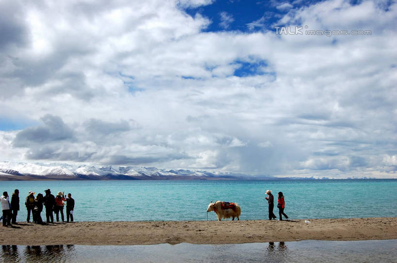 东方人,走,横图,室外,白天,正面,旅游,度假,湖,湖泊,美景,水,牛,中国,亚洲,行人,游客,游人,阴影,服装,光线,影子,湖面,景观,水流,水面,云,云朵,许多人,云彩,休闲装,黄种人,娱乐,西藏,路人,旅客,衣服,蓝色,白云,蓝天,天空,阳光,自然,动物,湖水,天,一群人,享受,休闲,休闲服,家畜,景色,放松,服饰,牲畜,晴朗,自然风光,藏,东亚,西藏自治区,纳木错,中华人民共和国,西南地区,高原之舟,天祝白牦牛,过客,咸水湖,男人,男性,年轻男性,年轻女性,女人,女性,亚洲人,晴空,牦牛,步行,散步,走路,半身,彩图,灵湖,神湖,腾格里海,天湖,shsgf1