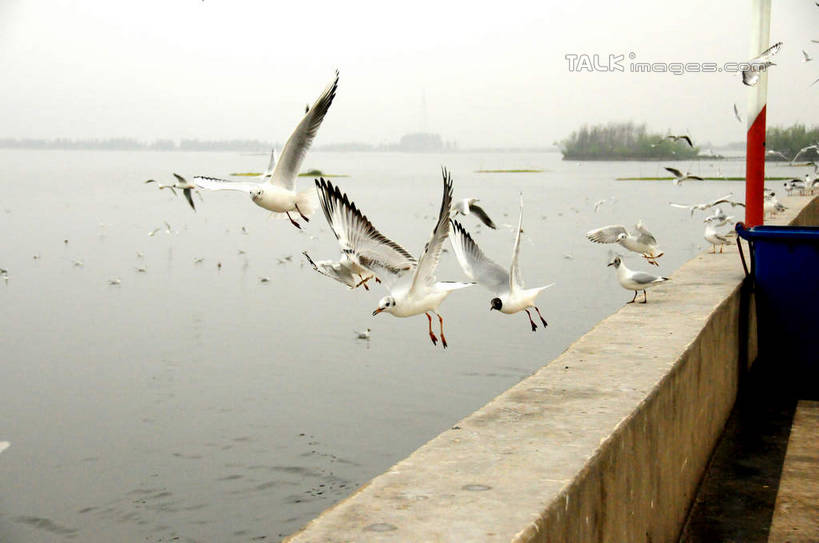 无人,公园,横图,室外,白天,正面,旅游,度假,湖,湖泊,美景,水,海鸟,海鸥,鸟,昆明,中国,亚洲,一群,许多,飞翔,伸展,张开,展翅,飞行,翅膀,鸟类,湖面,景观,水流,水面,很多,翱翔,娱乐,飞,云南,天空,自然,湖水,天,享受,休闲,景色,放松,淡水湖,自然风光,昆明市,东亚,张开翅膀,云南省,滇池,海埂公园,昆明湖,中华人民共和国,省会,西南地区,滇,展开翅膀,彩图,全身,昆明池,shsgf1