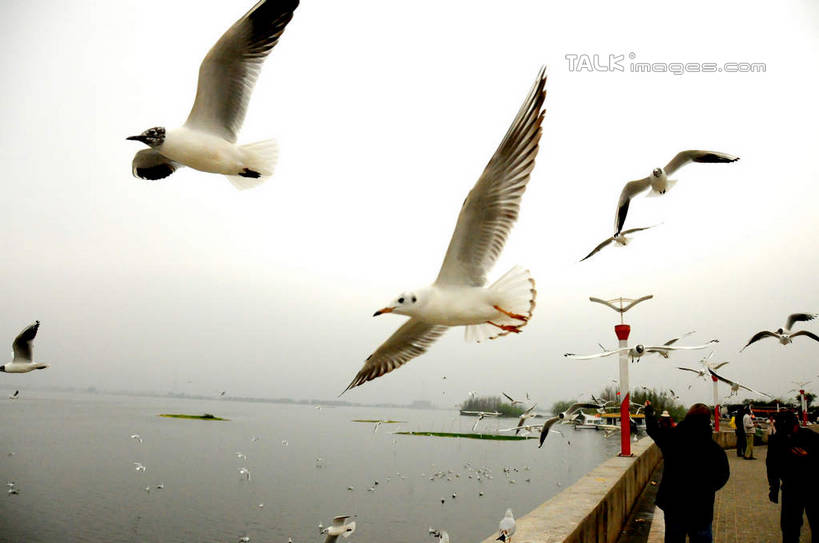 东方人,公园,走,横图,室外,白天,正面,旅游,度假,湖,湖泊,美景,水,植物,海鸟,海鸥,鸟,昆明,中国,亚洲,一群,许多,行人,游客,游人,飞翔,伸展,张开,展翅,服装,飞行,翅膀,鸟类,湖面,景观,水流,水面,很多,许多人,翱翔,休闲装,黄种人,娱乐,飞,云南,路人,旅客,树,树木,衣服,绿色,天空,自然,湖水,天,一群人,享受,休闲,休闲服,景色,放松,服饰,生长,成长,淡水湖,自然风光,昆明市,东亚,张开翅膀,云南省,滇池,海埂公园,昆明湖,中华人民共和国,省会,西南地区,滇,展开翅膀,过客,男人,男性,年轻男性,年轻女性,女人,女性,亚洲人,步行,散步,走路,半身,彩图,昆明池,shsgf1